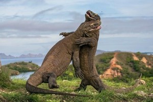 It is estimated there are about 5,700 Komodo dragons in the wild (Source: https://www.theguardian.com)