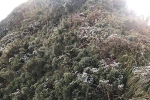 A frost-covered forest in Lao Cai province 