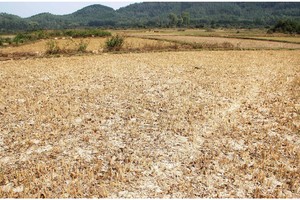 A drought hit rice field in Binh Dinh Province (Photo: SGGP)