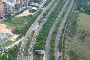 Urban trees on Mai Chi Tho Street, HCMC