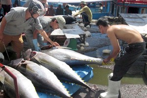 Tuna transported for sale in Khanh Hoa Province. The EU will eliminate tariffs on fresh and frozen Vietnamese tuna products once the European-Vietnam Free Trade Agreement comes into effect in August. Photo courtesy of VASEP