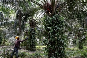 Malaysia is the world’s second largest producer of palm oil. (Photo: Reuters)