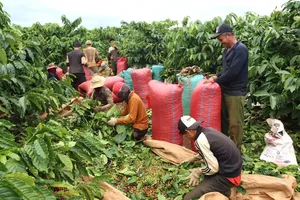 Coffee and pepper prices surge, bringing windfall for farmers