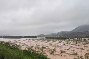 Flooding disrupts food supply, supermarkets boost stock to stabilize prices 