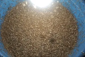 Mối ra dày đặc, người dân lo "thời tiết dị thường"