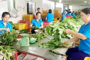 Thành viên HTX Phước An sơ chế rau.	Ảnh: THANH HẢI