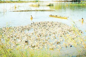 Nuôi vịt chạy đồng 