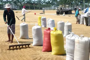 Nông dân muốn biết Bộ NN-PTNT có giải pháp nào để giữ vững đầu ra của gạo