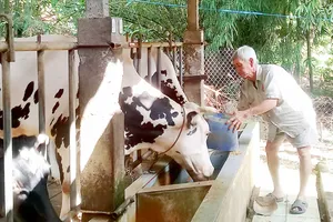 Xã viên của HTX Long Hòa nuôi bò sữa phát triển kinh tế gia đình