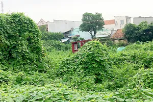 Quy hoạch treo nhiều năm khiến người dân không được xây dựng mới nhà cửa, hình thành những khu phố lụp xụp, đất đai bỏ hoang