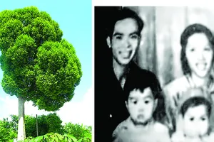 Cây Kơ-nia ở Tây nguyên và gia đình nhà thơ Ngọc Anh