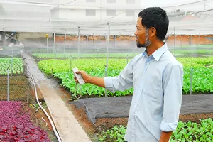 Ông Vũ Bình An (xã Xuân Thới Đông, huyện Hóc Môn) ứng dụng hệ thống tưới tiêu tự động kết hợp điều khiển từ xa tại vườn rau VietGAP của gia đình Ảnh:  LINH CHI