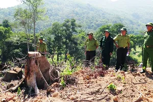 Đánh giá của cơ quan chức năng đây là vụ phá rừng đặc biệt nghiêm trọng