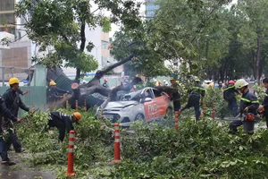 Cổ thụ bật gốc đè ô tô, 1 người trọng thương 