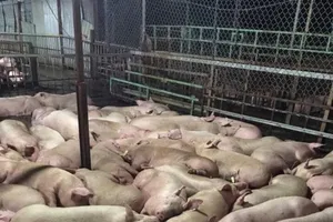 Hàng ngàn con heo đang nằm li bì vì dính thuốc an thần  