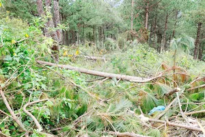 Hiện trường vụ phá rừng
