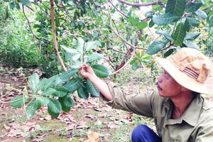 Vườn điều chỉ ra bông lác đác, báo hiệu  một mùa vụ thất thu          Ảnh: HOÀNG BẮC 