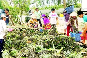 Sản xuất dứa xuất khẩu tại đồng bằng sông Cửu Long