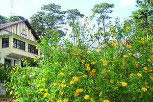 Đà Lạt vào mùa hoa dại