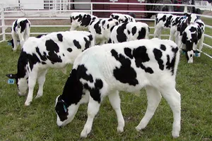 Gia súc biến đổi gien chữa MERS