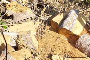 Gỗ được xẻ nằm ngổn ngang chờ đưa ra khỏi rừng                                      Ảnh: HOÀNG BẮC