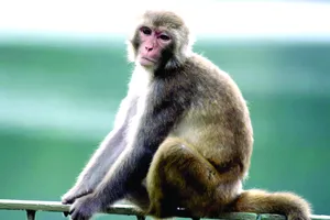 Khỉ bắt cóc trẻ em