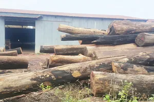 Truy nã em trai trùm gỗ lậu Phượng “râu”