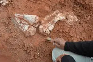 Sẽ tái tạo lại xương của khủng long Ingentia Prima