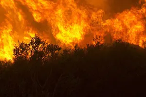 Cháy rừng lan rộng ở California, 7 người chết