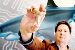 Phát hiện răng cá mập khổng lồ