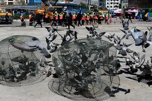 Nhân viên Cơ quan Quản lý Đô thị Bangkok (BMA) bắt bồ câu tại một quảng trường ở thủ đô Thái Lan ngày 26-9-2018. REUTERS