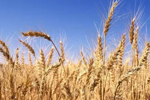 Cấm nhập lúa mì vào Việt Nam vì “loài cỏ độc”