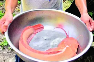 Thả lưới bắt được cá trê vàng nặng 3kg