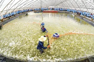           Tập đoàn Việt - Úc nuôi tôm công nghệ cao tại Bạc Liêu.  Ảnh: HÀM LUÔNG