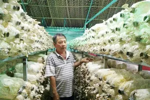 Một trang trại nấm. Ảnh: MAI HOA