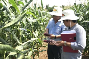 Việt Nam đã trồng được giống bắp Nữ hoàng đỏ  của nước ngoài