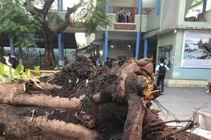 Công ty Công viên cây xanh TPHCM nói gì về sự cố cây phượng ngã đổ trong sân trường?