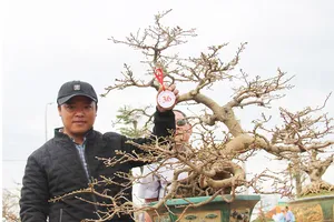 Cây mai hàng chục năm  với dáng thế độc đáo tại hội thi