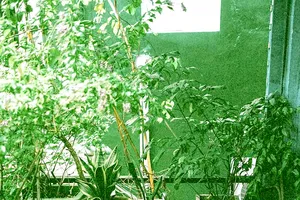 Góc nhỏ màu xanh trong gia đình  nuôi dưỡng những câu chuyện đẹp. Ảnh: KHANH TRỊNH