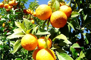 Chiết xuất cam thành điện