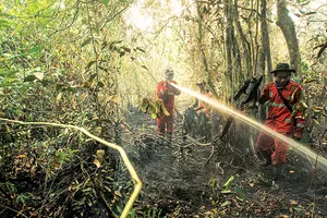 Rừng nhiệt đới bị phá hủy ở Indonesia