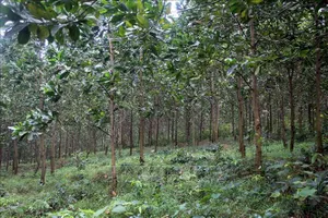 Ảnh minh họa: TTXVN