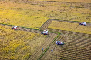 Tính toán giảm thâm canh lúa gạo ở ĐBSCL  