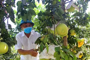Kết nối tiêu thụ trên 17.000 tấn bưởi Phúc Trạch