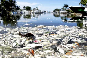 Thảm họa tiềm tàng