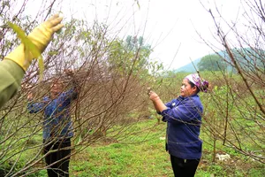 Cao điểm chăm sóc hoa, cây kiểng phục vụ tết