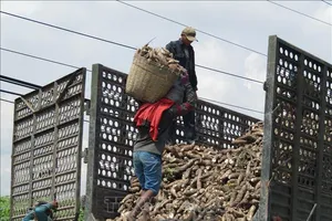 Hiệp hội Sắn kiến nghị bỏ văn bản của Tổng cục Thuế về thuế giá trị gia tăng