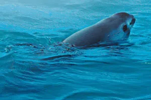 Cá heo vaquita chỉ còn 10 con