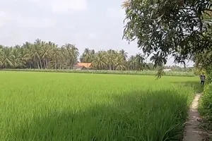 Chợ Gạo lo… hết gạo