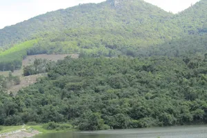 Bình Định: Làm rõ thông tin cựu bí thư huyện “gom” 115ha đất rừng